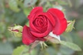 An opened up rose flower in the backyard garden. Petals are beautifully folded and blossoming day by day. Buds are right behind it