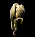 Opened walnut bud in spring isolated on black background. Macro Royalty Free Stock Photo