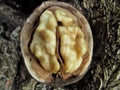 Opened walnut closeup Royalty Free Stock Photo