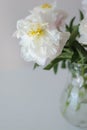 Opened white peony