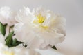 Opened white peony