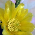 Opened yellow cactus flower with large stamens, pistil and beautiful petals Royalty Free Stock Photo