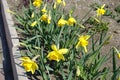 Almost opened yellow flowers and buds of narcissuses