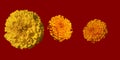 Opened yellow and orange marigold flowers on the isolated red background