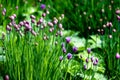 Allium with pink opening balls and fresh green stems on pond in spring Royalty Free Stock Photo