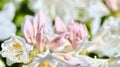 Opening of beautiful white Rhododendron Cunningham's White flower buds in spring garden. Gardening concept