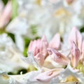 Opening of beautiful white Rhododendron Cunningham's White flower buds in spring garden. Gardening concept Royalty Free Stock Photo