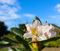 Opening of beautiful white flower of Rhododendron `Cunningham`s White` against blue sky Royalty Free Stock Photo