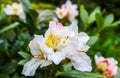 Opening of beautiful white flower of Rhododendron `Cunningham`s White` in the spring garden Royalty Free Stock Photo