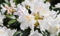 Opening of beautiful white flower of Rhododendron Cunningham`s White in spring garden. Gardening concept. Floral background Royalty Free Stock Photo