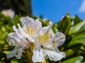 Opening of beautiful white flower of Rhododendron Cunningham`s White in the spring garden Royalty Free Stock Photo
