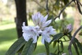 Opening of beautiful white flower of Rhododendron. Royalty Free Stock Photo