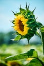 Opening bud of bright sunflower on background of blue blurred sky. Side view. Sunflower seeds with Royalty Free Stock Photo