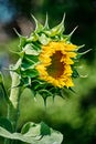 Sunflower in the center of the frame with blurred bokeh. Side view. Yellow pattern of blooming sunflower Royalty Free Stock Photo