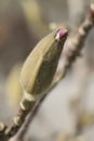 Opening bud of magnolia Royalty Free Stock Photo