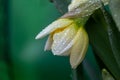 Opening bud of narcissus flower on green background in springtime macro photography. Royalty Free Stock Photo