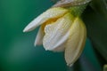 Opening bud of narcissus flower on green background in springtime macro photography. Royalty Free Stock Photo