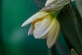 Opening bud of narcissus flower on green background in springtime macro photography. Royalty Free Stock Photo