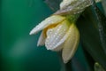 Opening bud of narcissus flower on green background in springtime macro photography. Royalty Free Stock Photo