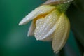 Opening bud of narcissus flower on green background in springtime macro photography. Royalty Free Stock Photo