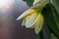 Opening bud of narcissus flower on in springtime macro photography. Royalty Free Stock Photo