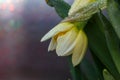 Opening bud of narcissus flower on in springtime macro photography. Royalty Free Stock Photo