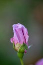 Opening bud of a pale pink rose macro photography in the summer. Light purple garden rose on a green background garden photo. Royalty Free Stock Photo