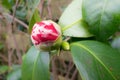 Opening bud of red Camellia japonica with white stripes Royalty Free Stock Photo