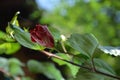 Opening Bud of Red Hibiscus Flower with Leaves Royalty Free Stock Photo