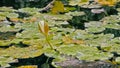 Flower bud of a water lily in the pond