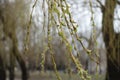 Opening buds on branchlets of weeping willow Royalty Free Stock Photo