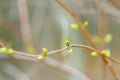 Opening buds in early spring season on branch Royalty Free Stock Photo