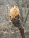 Early spring. March. Opening tree buds. Royalty Free Stock Photo