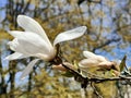 Opening buds of white magnolia in early spring close-up Royalty Free Stock Photo