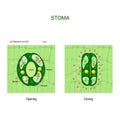 Opening and closing of stoma. anatomy of stomatal complex Royalty Free Stock Photo