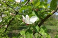 Opening flower of apple in April
