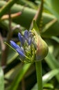 Opening flower bud of agapanthus orientalis blue Royalty Free Stock Photo