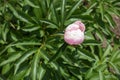Opening flower bud of pink peony