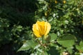Opening flower bud of yellow rose