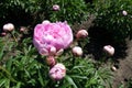 Opening flower buds of peonies