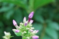 Opening flower, a few buds Royalty Free Stock Photo