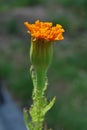 Opening flower of a Marigold (Tagetes)
