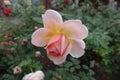 Opening flower of pastel pink rose