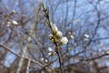 Opening flower and buds of cherry plum