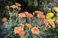 Opening flowers and buds of orange spoon Chrysanthemums