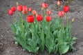 Opening flowers of common red tulips