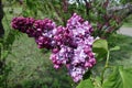 Opening flowers of double cultivar of lilac