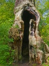 An opening in the hollow trunk of an old oak tree