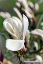 Opening large bud of Magnolia sulange in bright spring day closeup. Royalty Free Stock Photo