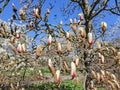 Opening large buds of Magnolia sulange bright spring day against the blue sky. Royalty Free Stock Photo